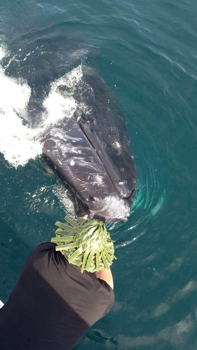 Cabeza de ballena en Samana